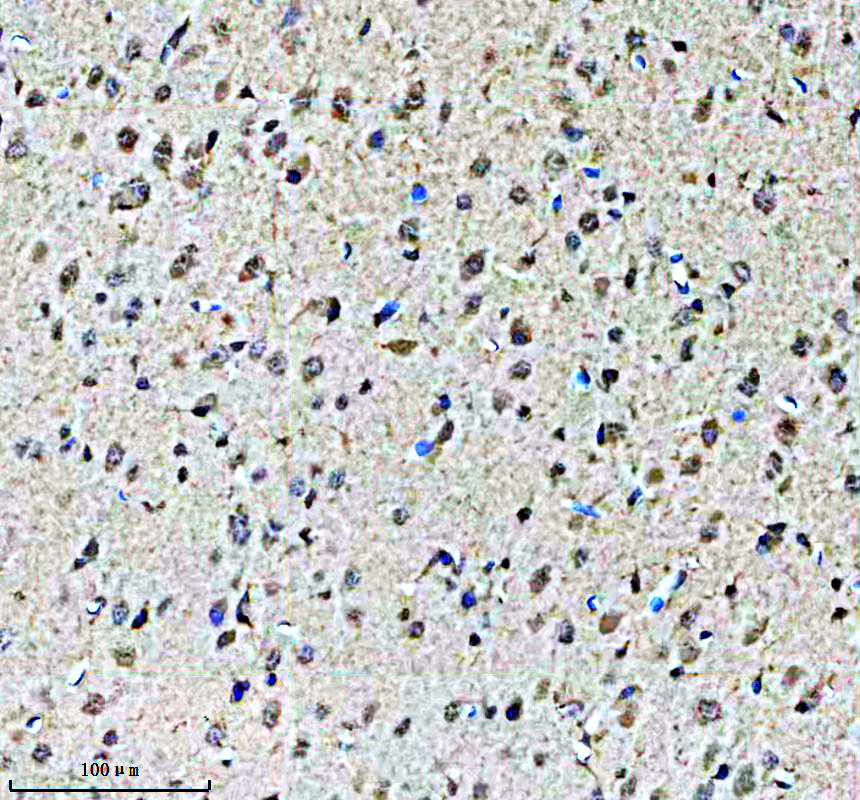 IHC analysis of KCNS1 using anti-KCNS1 antibody (A10856-2)