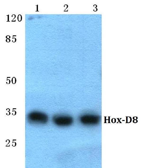 a10857 1 hoxd8 primary antiboties wb testing 1