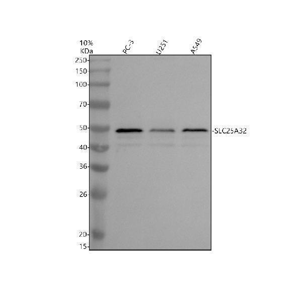 a10861 1 slc25a32 primary antibodies wb testing 1
