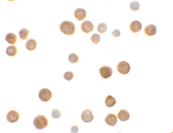 a10864 c2orf40 primary antibodies icc testing 2