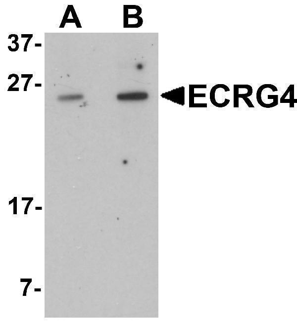 a10864 c2orf40 primary antibodies wb testing 1
