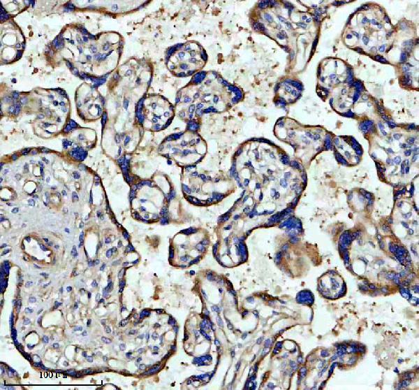 a10865 fryl primary antibodies ihc testing 1
