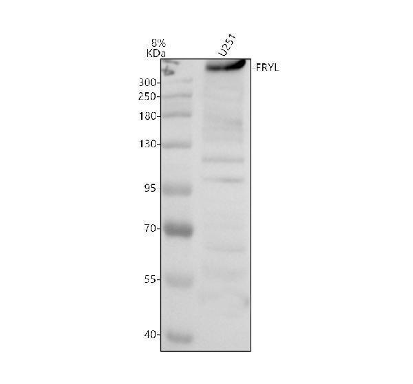 a10865 fryl primary antibodies wb testing 1