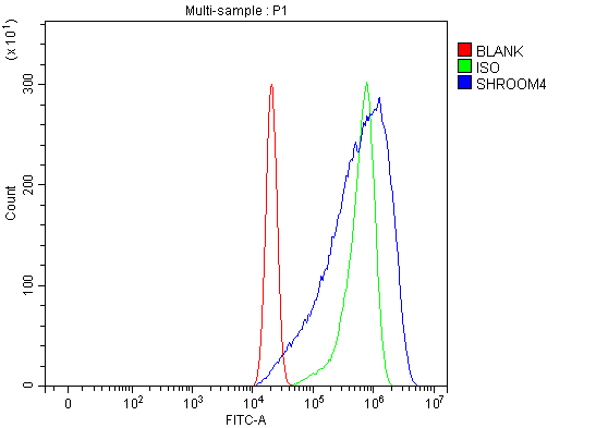 a10866 shroom4 primary antibodies fcm testing 3