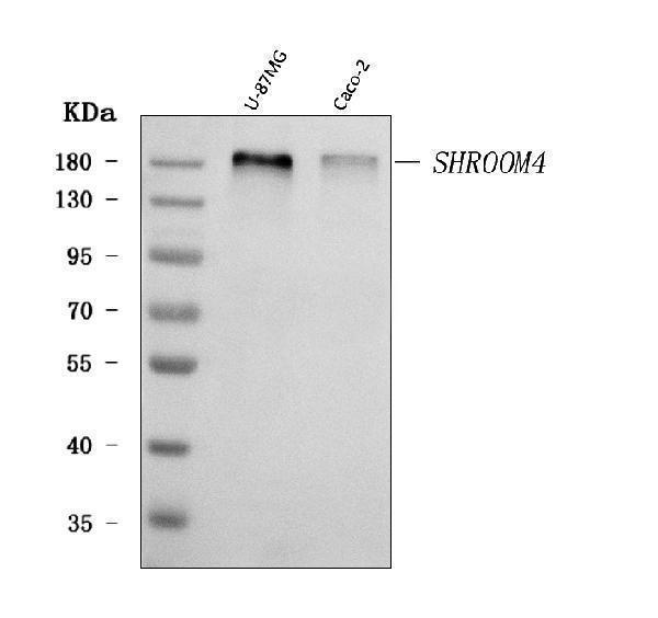 a10866 shroom4 primary antibodies wb testing 1