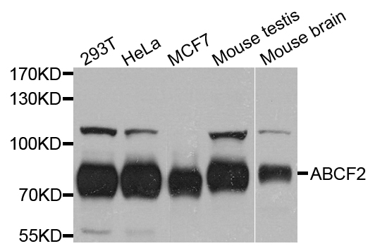 Western blot analysis of extract of various cells, using ABCF2 antibody