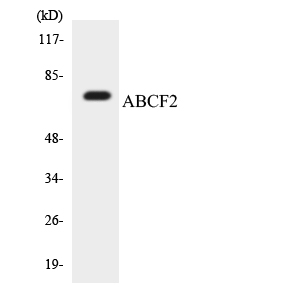 a10873 abcf2 primary antibodies wb testing 1