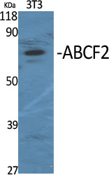 Western Blot analysis of various cells using ABCF2 Polyclonal Antibody