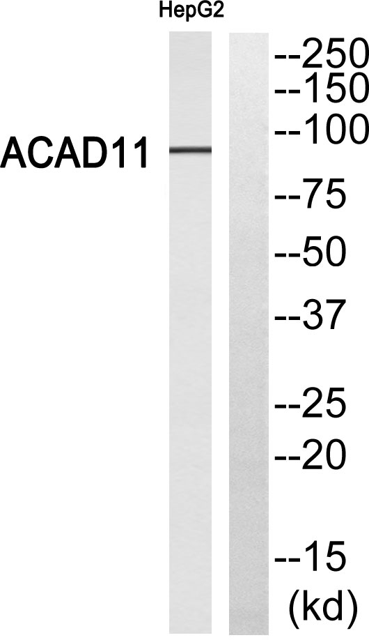 a10875 1 acad11 primary antibodies wb testing 2
