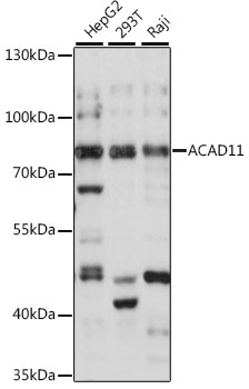a10875 acad11 primary antiboties wb testing 1