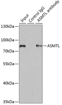 a10879 asmtl primary antiboties ip testing 2