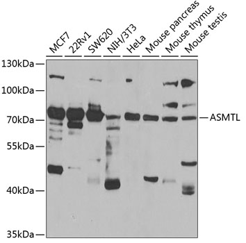 a10879 asmtl primary antiboties wb testing 1