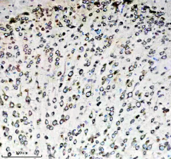 a10881 1 eef1g primary antibodies ihc testing 3