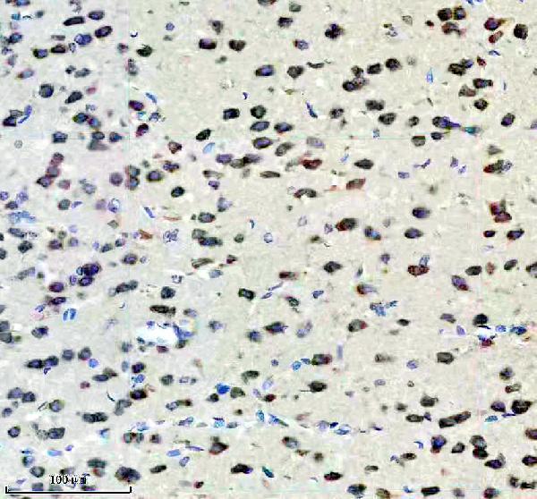 a10881 1 eef1g primary antibodies ihc testing 4