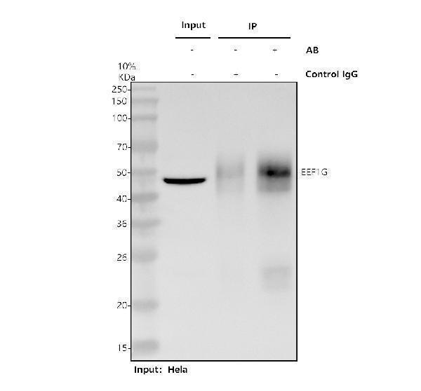 a10881 1 eef1g primary antibodies ip testing 1