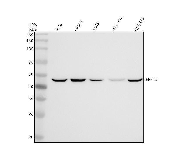 Western blot analysis of EEF1G using anti-EEF1G antibody (A10881-1)