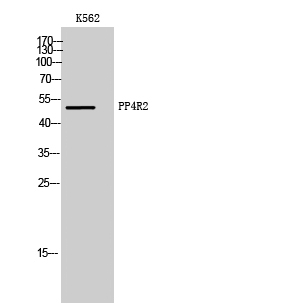 a10882 1 ppp4r2 primary antibodyes wb testing 1