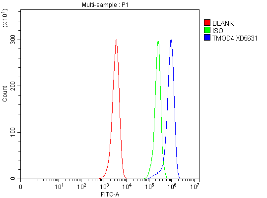Flow Cytometry analysis of HEL cells using anti-TMOD4 antibody (A10885-1)