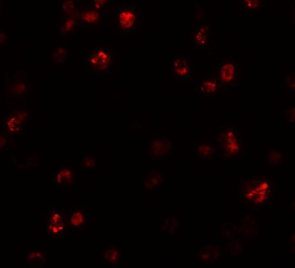 a10887 frmpd1 primary antibodies if testing 2