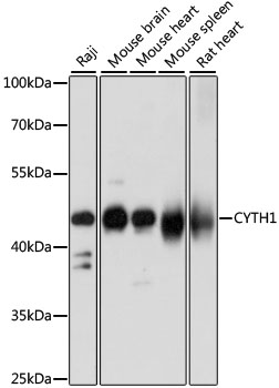a10889 cyth1 primary antiboties wb testing 1