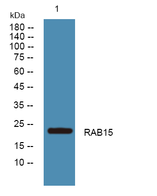 a10893 rab15 primary antibodies wb testing 1