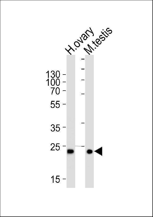a10904 anti pld6 antibody center wb testing 2