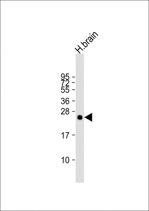 a10904 anti pld6 antibody center wb testing 3