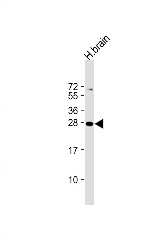 a10904 anti pld6 antibody center wb testing 4