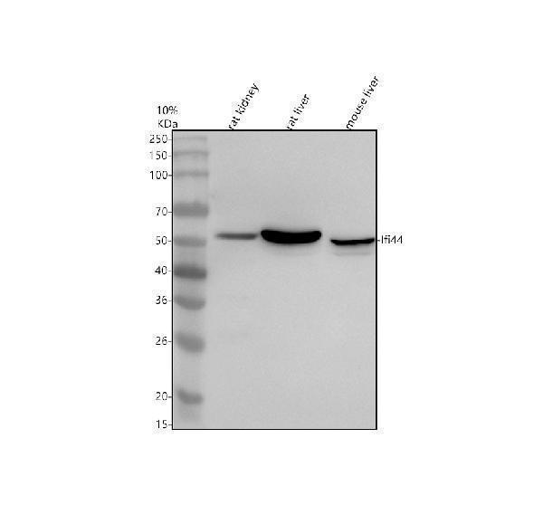 Western blot analysis of IFI44 using anti-IFI44 antibody (A10907-1)