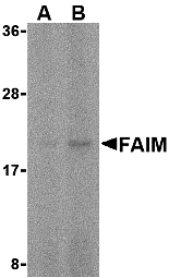 a10908 faim primary antibodies wb testing 1