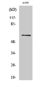 Western Blot analysis of various cells using SLC43A1 Polyclonal Antibody