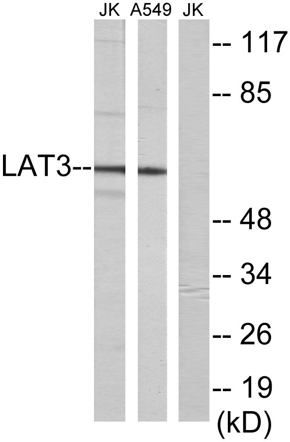 Western blot analysis of lysates from A549 and Jurkat cells, using LAT3 Antibody