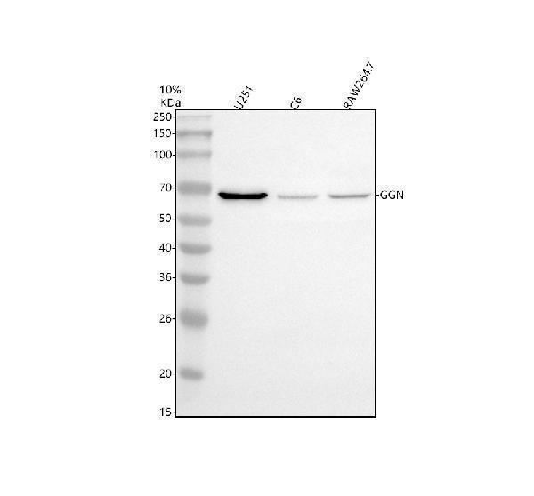 a10914 2 ggn primary antibodies wb testing 1