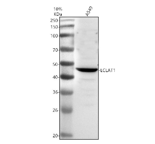 a10921 1 lclat1 primary antibodies wb testing 1