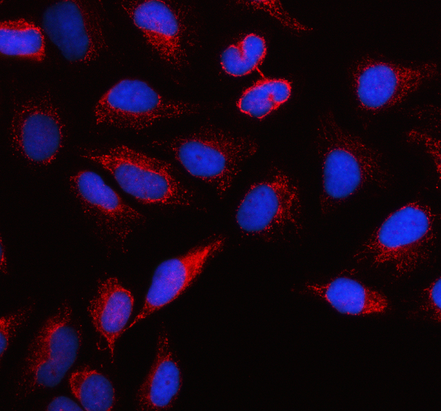 a10922 1 nme6 primary antibodies if testing 1