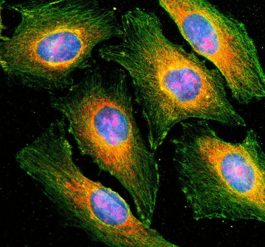 IF analysis of MRO using anti-MRO antibody (A10923-1) and anti-Alpha Tubulin antibody (M03989-3)