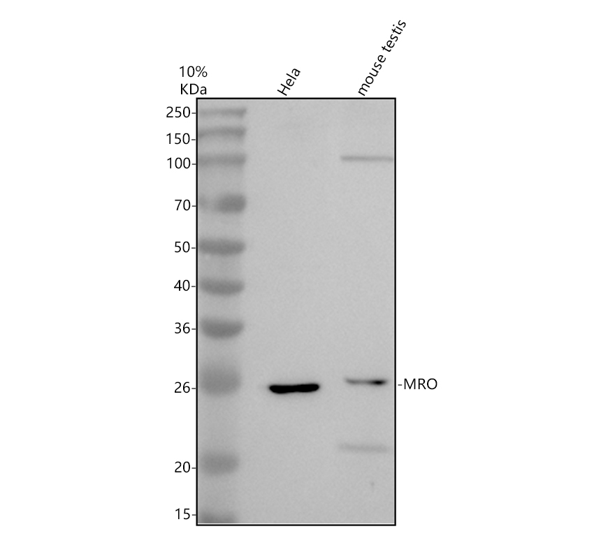 Western blot analysis of MRO using anti-MRO antibody (A10923-1)