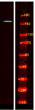 a10926 cntnap4 primary antibodies wb testing 1