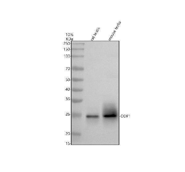a10931 odf1 primary antibodies wb testing 1