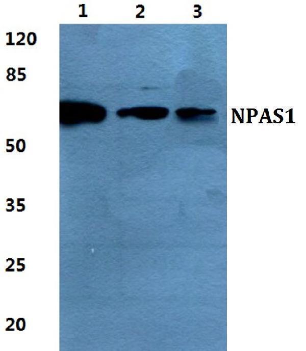 a10933 npas1 primary antiboties wb testing 1