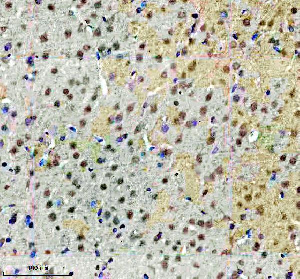 a10940 1 fbxo28 primary antibodies ihc testing 3