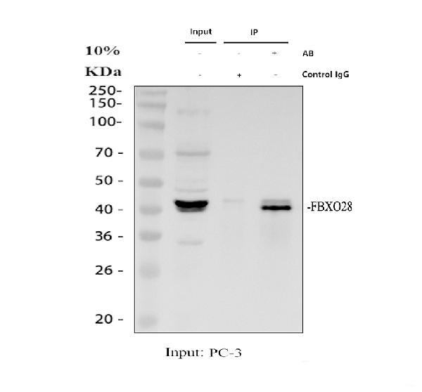 a10940 1 fbxo28 primary antibodies ip testing 1