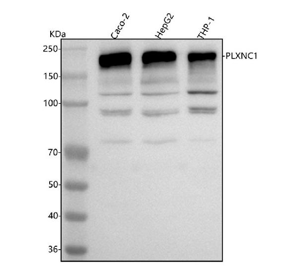 Figure 1. Western blot analysis of PLXNC1 using anti-PLXNC1 antibody (A10941-1). Electrophoresis was performed on a 5-20% SDS-PAGE gel at 70V (Stacking gel) / 90V (Resolving gel) for 2-3 hours. The sample well of each lane was loaded with 30 ug of sample under reducing conditions. Lane 1: human Caco-2 whole cell lysates, Lane 2: human HepG2 whole cell lysates, Lane 3: human THP-1 whole cell lysates. After electrophoresis, proteins were transferred to a nitrocellulose membrane at 150 mA for 50-90 minutes. Blocked the membrane with 5% non-fat milk/TBS for 1.5 hour at RT. The membrane was incubated with rabbit anti-PLXNC1 antigen affinity purified polyclonal antibody (Catalog # A10941-1) at 0.25 microg/mL overnight at 4°C, then washed with TBS-0.1%Tween 3 times with 5 minutes each and probed with a goat anti-rabbit IgG-HRP secondary antibody at a dilution of 1:5000 for 1.5 hour at RT. The signal is developed using an Enhanced Chemiluminescent detection (ECL) kit (Catalog # EK1002) with Tanon 5200 system. A specific band was detected for PLXNC1 at approximately 220 kDa. The expected band size for PLXNC1 is at 176 kDa.