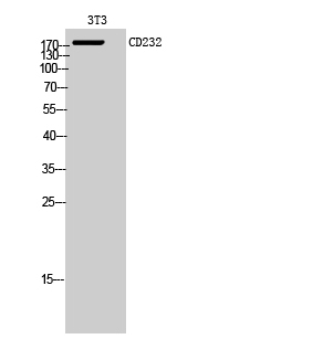 Western Blot analysis of 3T3 cells using CD232 Polyclonal Antibody diluted at 1:1000