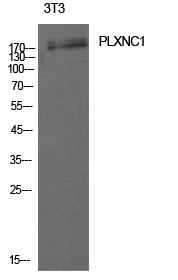 Western Blot analysis of 3T3 cells using CD232 Polyclonal Antibody