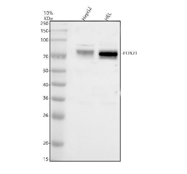 Western blot analysis of FOXJ3 using anti-FOXJ3 antibody (A10945-2)