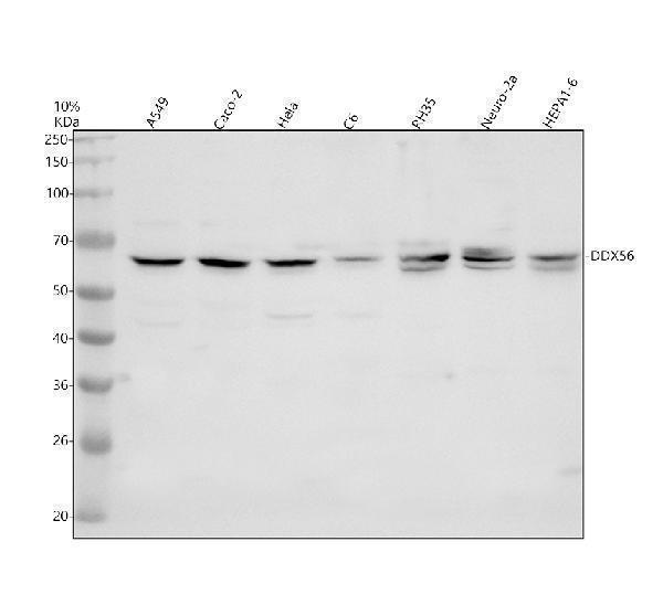 Western blot analysis of DDX56 using anti-DDX56 antibody (A10946-1)
