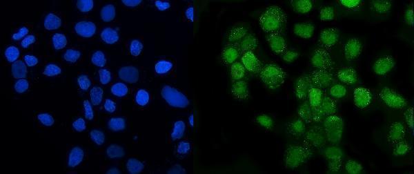 a10947 lsm8 primary antibodies if testing 12
