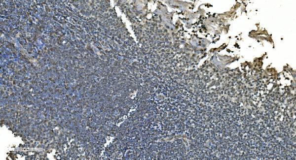 a10947 lsm8 primary antibodies ihc testing 11