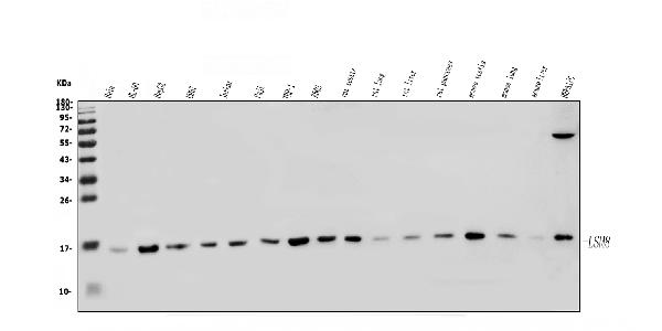 Figure 1. Western blot analysis of LSM8 using anti-LSM8 antibody (A10947). Electrophoresis was performed on a 5-20% SDS-PAGE gel at 70V (Stacking gel) / 90V (Resolving gel) for 2-3 hours. The sample well of each lane was loaded with 50ug of sample under reducing conditions. Lane 1: human HELA whole cell lysates, Lane 2: human HL-60 whole cell lysates, Lane 3: human HEPG2 whole cell lysates, Lane 4: human U937 whole cell lysates, Lane 5: human Jurkat whole cell lysates, Lane 6: human Raji whole cell lysates, Lane 7: human THP-1 whole cell lysates, Lane 8: human K562 whole cell lysates, Lane 9: rat testis tissue lysates, Lane 10: rat lung tissue lysates, Lane 11: rat liver tissue lysates, Lane 12: rat pancreas tissue lysates, Lane 13: mouse testis tissue lysates, Lane 14: mouse lung tissue lysates, Lane 15: mouse liver tissue lysates, Lane 16: mouse HEPA1-6 whole cell lysates. After Electrophoresis, proteins were transferred to a Nitrocellulose membrane at 150mA for 50-90 minutes. Blocked the membrane with 5% Non-fat Milk/ TBS for 1.5 hour at RT. The membrane was incubated with rabbit anti-LSM8 antigen affinity purified polyclonal antibody (Catalog # A10947) at 0.25 microg/mL overnight at 4°C, then washed with TBS-0.1%Tween 3 times with 5 minutes each and probed with a goat anti-rabbit IgG-HRP secondary antibody at a dilution of 1:5000 for 1.5 hour at RT. The signal is developed using an Enhanced Chemiluminescent detection (ECL) kit (Catalog # EK1002) with Tanon 5200 system. A specific band was detected for LSM8 at approximately 16KD. The expected band size for LSM8 is at 11KD.